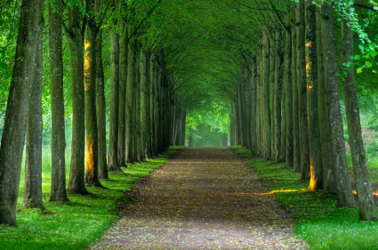 line-trees-path